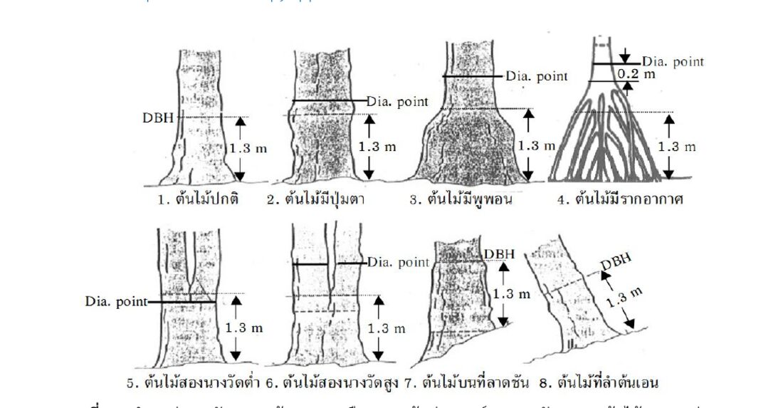 ภาพลายเส้นตำแหน่งวัดเส้นรอบวงที่ระดับอกสำหรับต้นไม้รูปแบบต่าง ๆ เช่น ต้นตรง ต้นบนลาดเขา ต้นมีพูพอน ต้นแตกนาง ต้นเอน
